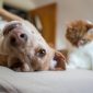 Em Portugal, animais deixam de ser "coisas" perante a lei