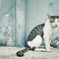 Lógica econômica transformou os gatos em animais solitários