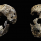 Cientistas descobrem hominídeo que compartilhou a África com os primeiros humanos