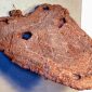 Paleontólogos descobrem o maior anfíbio da Groenlândia