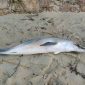 Golfinho morre com chinelo preso ao focinho no litoral de São Paulo