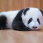 Primeiro panda gigante nascido em 5 anos em zoológico de Tóquio é fêmea
