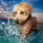 Prêmio anual de fotografia de cachorros anuncia vencedores