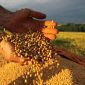 Em dez anos, Brasil deve ultrapassar os EUA na produção de soja