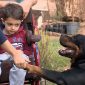 Rottweiler salva a vida de menino autista que sofria convulsão durante a noite