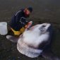 Descoberta nova espécie de peixe-lua gigante - e “ilusionista”