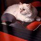 Gata modelo de Lagerfeld ganha mais de 3 milhões de dólares por ano