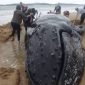 Moradores passam um dia inteiro libertando baleia encalhada na areia, no Rio de Janeiro