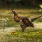 Dinossauro descoberto na China tinha 4 asas - e intriga os cientistas