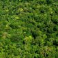 Relatório aponta 381 novas espécies de plantas e animais na Amazônia