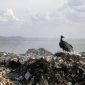 Crise econômica diminui geração de lixo pela primeira vez em 13 anos; mas os problemas aumentaram