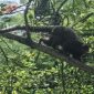 Parasita que causa malária em macacos pode infectar humanos