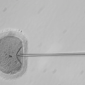 O DNA de embriões humanos foi editado - ou não?