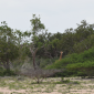 Girafas “albinas” são descobertas no Quênia