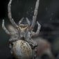 Filhotes de aranha comem a própria mãe - e não poupam nem as tias