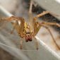 Reino Unido se prepara para “invasão” de aranhas gigantes