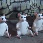 Cientistas revertem cegueira em ratos