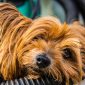 Morte de animal de estimação pode partir nosso coração - literalmente