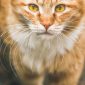 Serial killer de gatos intriga polícia e deixa famílias em luto na Grã-Bretanha