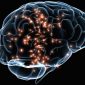 Flexibilidade do cérebro seria a base da inteligência humana