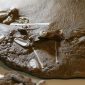 Cientistas brasileiros revelam descoberta de ovos de pterossauros com embriões