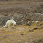 Urso polar é filmado morrendo de fome no Ártico