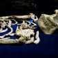 Conheça Little Foot: o mais completo esqueleto de um ancestral humano