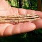 É encontrado na Rússia instrumento musical de 1.700 anos que ainda funciona