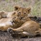 Jardim zoológico sueco mata 9 filhotes de leão por falta de espaço