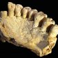 Descoberto o fóssil mais antigo de um dos primeiros humanos a sair da África