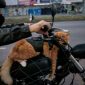 Gato de óculos escuros numa moto no Rio é a coisa mais brasileira na internet esta semana
