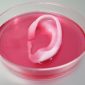 Cientistas conseguem implantar orelhas criadas em laboratório com impressora 3D