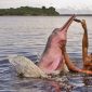 Biólogo arrisca a vida para salvar botos-cor-de-rosa na Amazônia