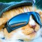 Gato de óculos escuros é mais que um companheiro: ele ajuda o dono a ficar longe das drogas