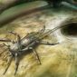 Encontrado o fóssil dos seus piores pesadelos: uma aranha com cauda de escorpião