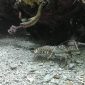 Há um lagostim mutante que clona a si mesmo e se espalha pelo mundo