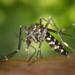 Vírus da febre amarela é detectado em nova espécie de mosquito