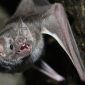 Genética explica como os morcegos-vampiros vivem só de sangue