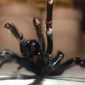 Espécime gigante da aranha mais venenosa do mundo é encontrado na Austrália