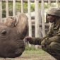Morre Sudão, o último rinoceronte-branco do norte macho