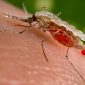 Fármaco torna o sangue humano um veneno para mosquitos