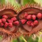 Cientistas mineiros criam pomada cicatrizante à base de urucum