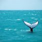 Baleias da Groenlândia têm canções de acasalamento tão complexas quanto o jazz
