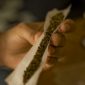 Supermercado passará a vender maconha na Suíça
