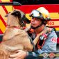 Heróis de quatro patas: cães ajudam no resgate de prédio que desabou em São Paulo