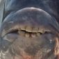 Peixe com "dentes humanos" é capturado na Carolina do Sul