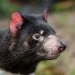 Molécula descoberta no Brasil pode salvar o diabo-da-tasmânia de extinção