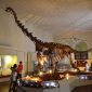 Campanha quer reabrir sala de dinossauros do Museu Nacional