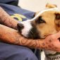 Detento que cuidar de cães e gatos terá pena reduzida em presídios de São Paulo