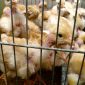 Crise: uma única granja descarta mais de 1 milhão de pintinhos no lixo
